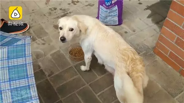 母愛!整窩小奶狗差點被吃掉 狗媽媽挺身對抗眼鏡蛇