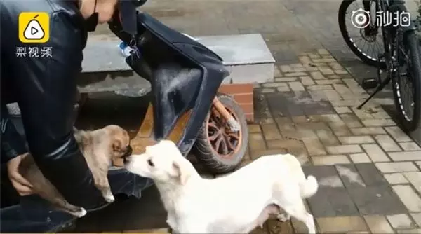 母愛!整窩小奶狗差點被吃掉 狗媽媽挺身對抗眼鏡蛇