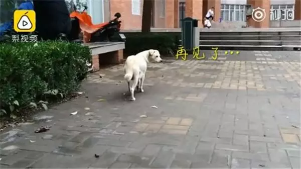 母愛!整窩小奶狗差點被吃掉 狗媽媽挺身對抗眼鏡蛇