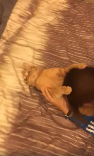 回家急著吸貓!貓皇被床咚「任奴才狂吸」 靈魂出竅超放空:夠了沒?
