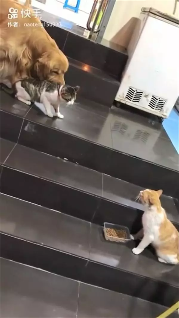 小屁貓到處找貓吵架 狗狗無奈叼走:媽媽說別吵了回家!