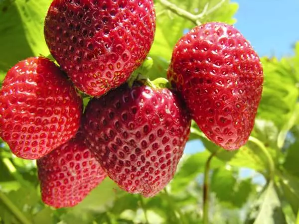草莓季開跑...「10個」你應該吃草莓的理由,尤其是「愛美」的女性,會越吃越美麗啊!