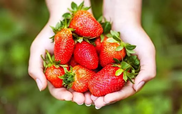 草莓季開跑...「10個」你應該吃草莓的理由,尤其是「愛美」的女性,會越吃越美麗啊!
