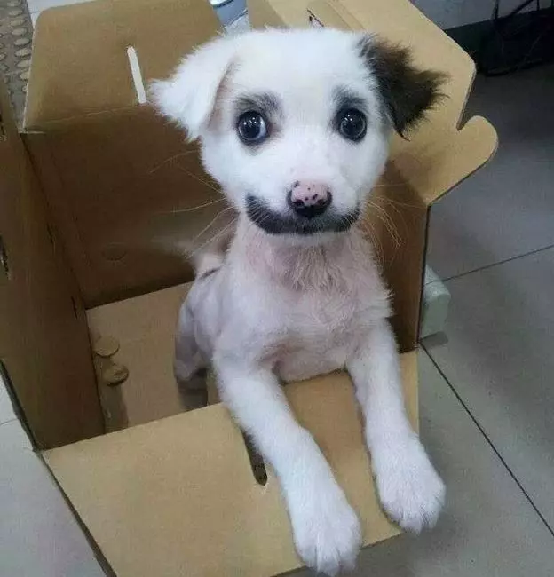 25隻有驚人色彩的動物!