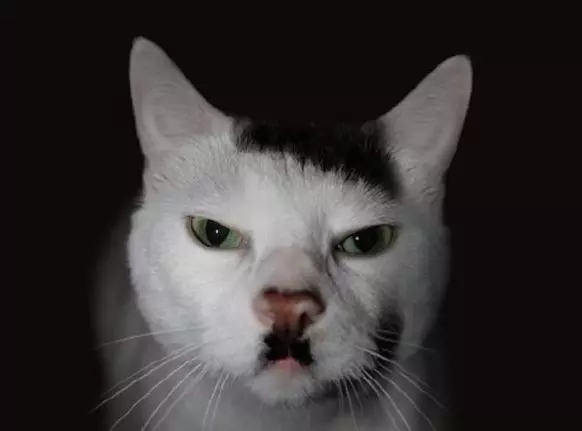 25隻有驚人色彩的動物!