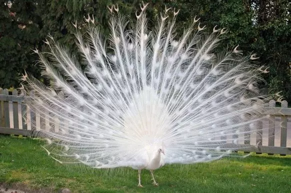 25隻有驚人色彩的動物!