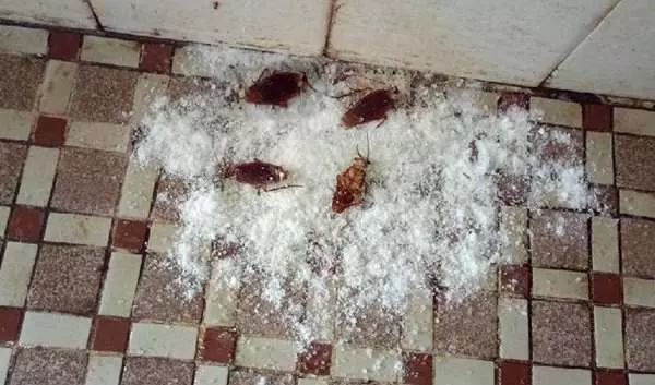 家裡「小強」趴趴造!用「這兩種粉」來殺蟑,滅蟑效果絕對比「用藥」還要強上100倍!