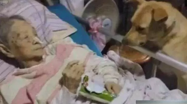 狗狗每天去商店裡偷奶糖,老闆偷偷跟去,看到狗狗主人瞬間紅了眼