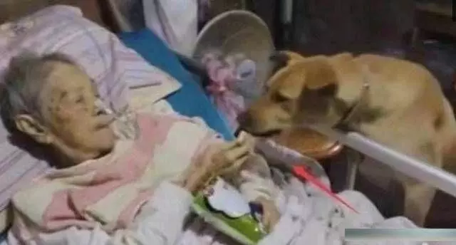 狗狗每天去商店裡偷奶糖,老闆偷偷跟去,看到狗狗主人瞬間紅了眼