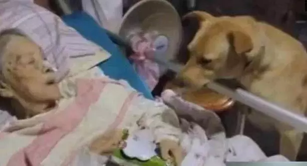 狗狗每天去商店裡偷奶糖,老闆偷偷跟去,看到狗狗主人瞬間紅了眼