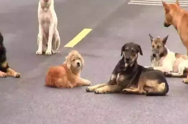 泰國公路上十幾隻狗狗圍坐在馬路中央,路人湊近一看......
