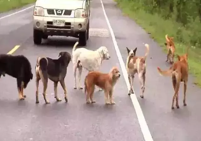 泰國公路上十幾隻狗狗圍坐在馬路中央,路人湊近一看......