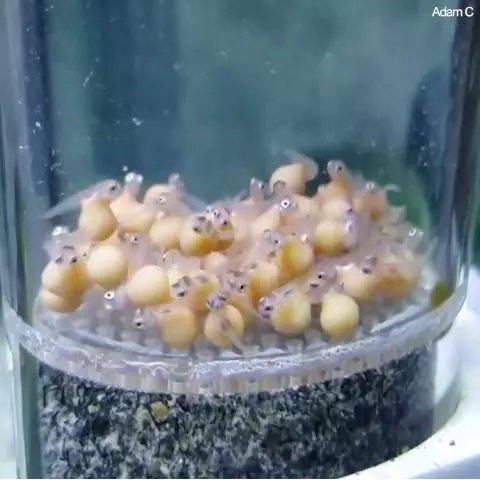 孵出來就像顆小豆芽! 見證美麗小魚「慢慢吸收蛋黃」的神奇過程