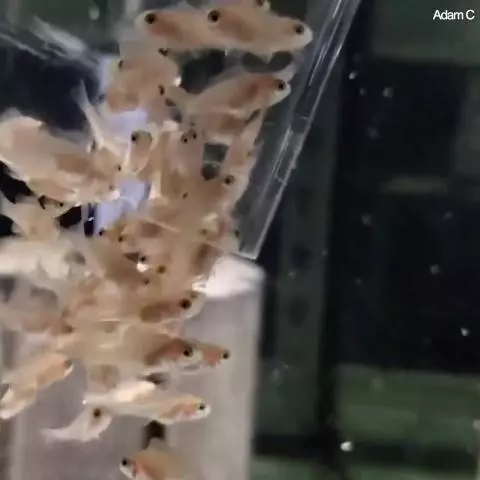孵出來就像顆小豆芽! 見證美麗小魚「慢慢吸收蛋黃」的神奇過程