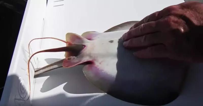 孵出來就像顆小豆芽! 見證美麗小魚「慢慢吸收蛋黃」的神奇過程