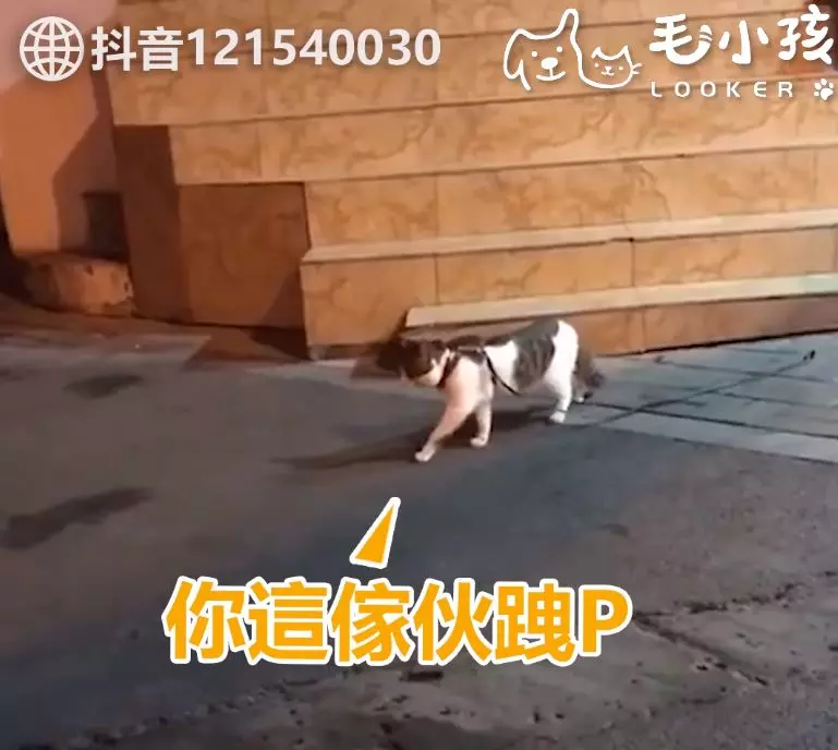 街頭吵架Round 2!喵喵又互看不順眼 無奈阿金「叼離現場」:偶心很累