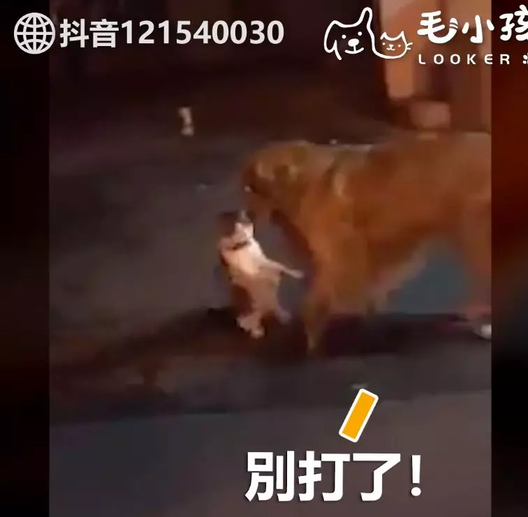 街頭吵架Round 2!喵喵又互看不順眼 無奈阿金「叼離現場」:偶心很累