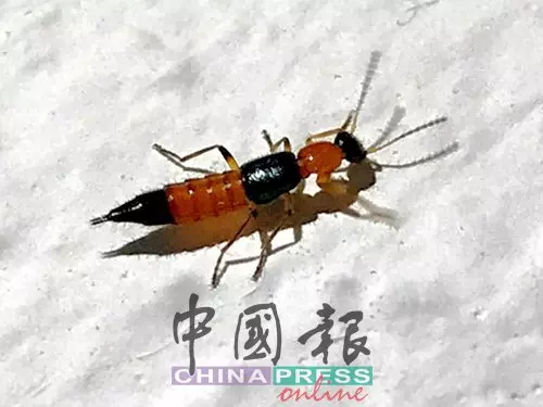 隱翅蟲滅不掉 公寓居民煩透受折磨