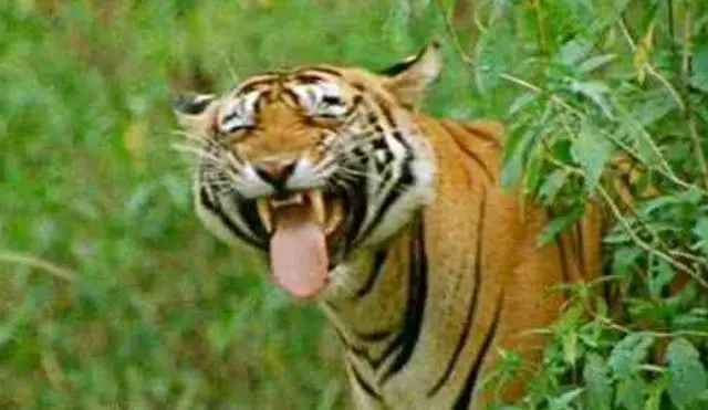 動物笑容多有魔性?一見那隻豬,唐僧都會笑到發狂!