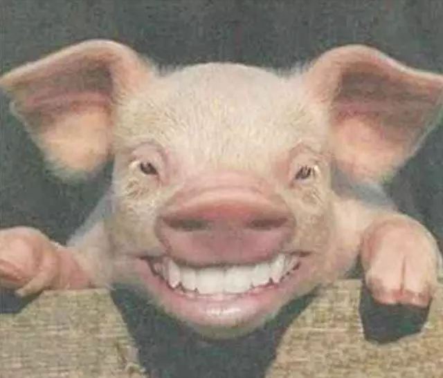 動物笑容多有魔性?一見那隻豬,唐僧都會笑到發狂!