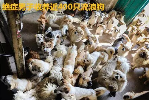 把流浪狗送去救助站,就萬事大吉了?這可能會更快結束它們的生命