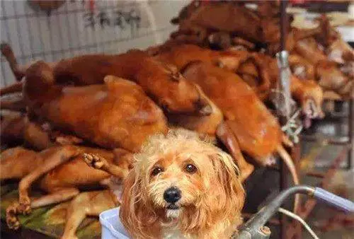 把流浪狗送去救助站,就萬事大吉了?這可能會更快結束它們的生命