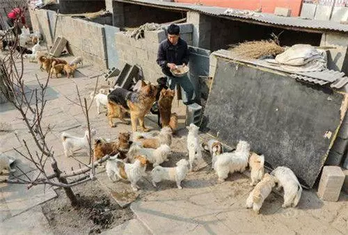 把流浪狗送去救助站,就萬事大吉了?這可能會更快結束它們的生命