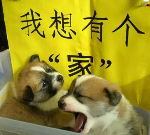 把流浪狗送去救助站,就萬事大吉了?這可能會更快結束它們的生命