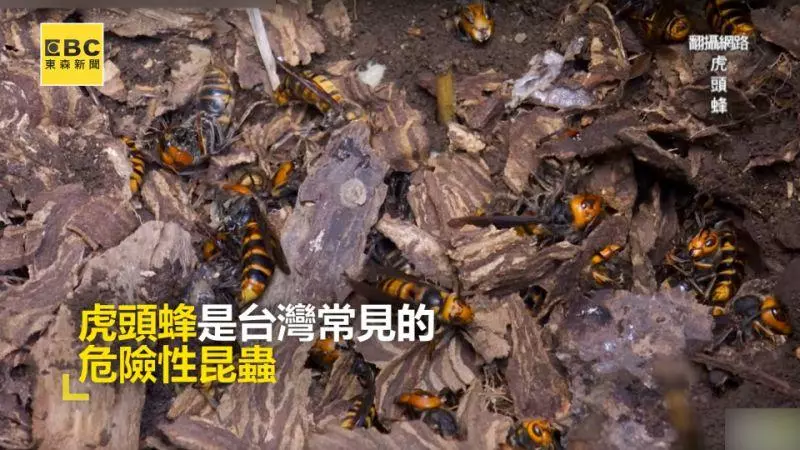 虎頭蜂遭北一女電風扇捲死 親友前來「復仇」?一人急送醫