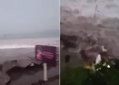 砂州美里813流浪狗遭人道毀滅 | 東方網 | 馬來西亞東方日報