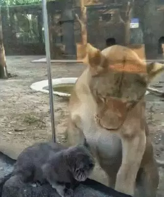 獅子:兄弟,我天天在這擦玻璃,別害怕哈,貓咪:我下次再來看你