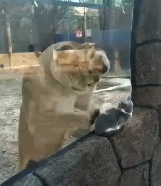 獅子:兄弟,我天天在這擦玻璃,別害怕哈,貓咪:我下次再來看你