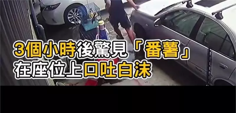 主人粗心將狗狗遺忘車中三小時,主人秒破窗救狗,對不起原諒我,我真的很愛他!