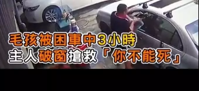 主人粗心將狗狗遺忘車中三小時,主人秒破窗救狗,對不起原諒我,我真的很愛他!
