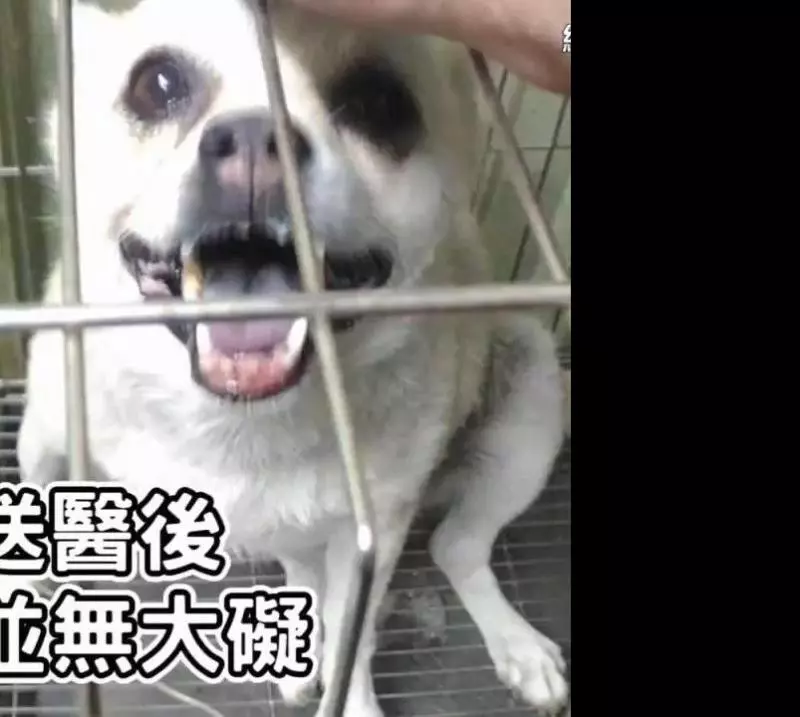 主人粗心將狗狗遺忘車中三小時,主人秒破窗救狗,對不起原諒我,我真的很愛他!