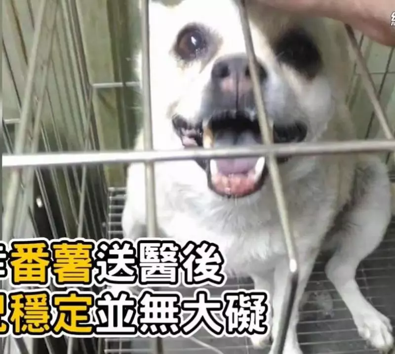 主人粗心將狗狗遺忘車中三小時,主人秒破窗救狗,對不起原諒我,我真的很愛他!