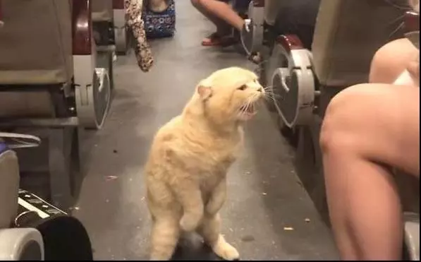 貓咪看座位被人搶,從主人懷裡跳出來,站在車廂破口大駡,全車人笑翻