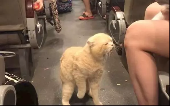 貓咪看座位被人搶,從主人懷裡跳出來,站在車廂破口大駡,全車人笑翻