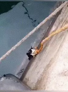 別怕別怕~「浪浪掉水溝」好心人用繩子救 它抓緊緊:泥不要放手喔...