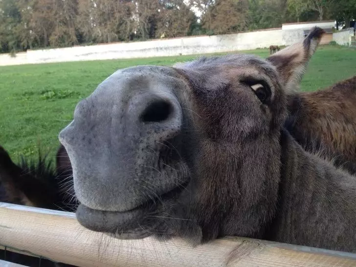21 只超開心愉快的動物們～它們的樣子真的超可愛～