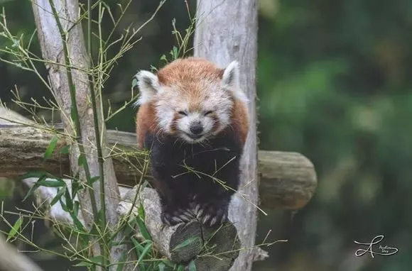 21 只超開心愉快的動物們～它們的樣子真的超可愛～