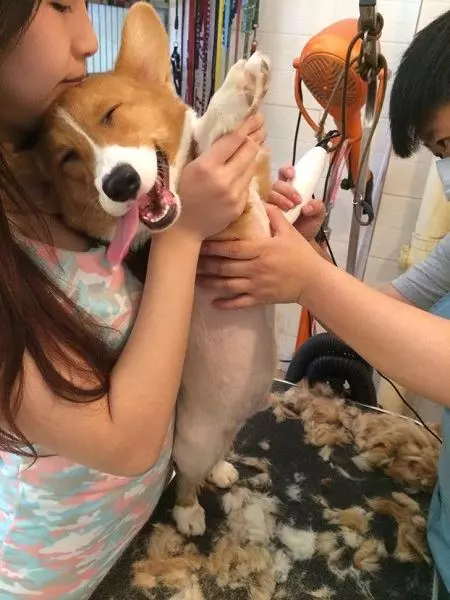 21 只超開心愉快的動物們～它們的樣子真的超可愛～