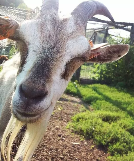 21 只超開心愉快的動物們～它們的樣子真的超可愛～