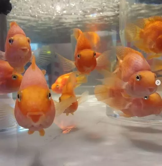 21 只超開心愉快的動物們～它們的樣子真的超可愛～