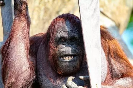 21 只超開心愉快的動物們～它們的樣子真的超可愛～