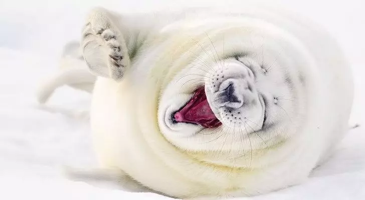 21 只超開心愉快的動物們～它們的樣子真的超可愛～