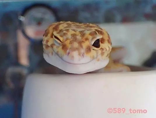 21 只超開心愉快的動物們～它們的樣子真的超可愛～