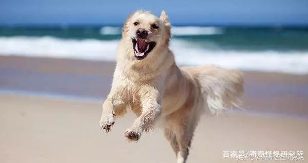 狗狗在你面前曬肚皮,可不光是在撒嬌,還有另一層意思