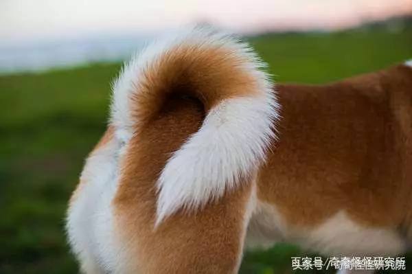狗狗在你面前曬肚皮,可不光是在撒嬌,還有另一層意思