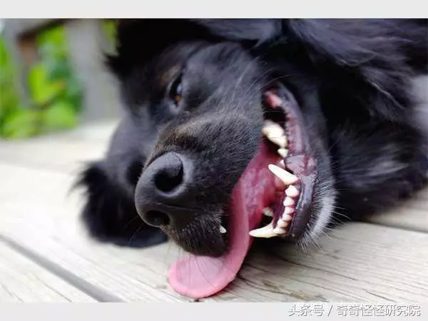 狗狗在你面前曬肚皮,可不光是在撒嬌,還有另一層意思